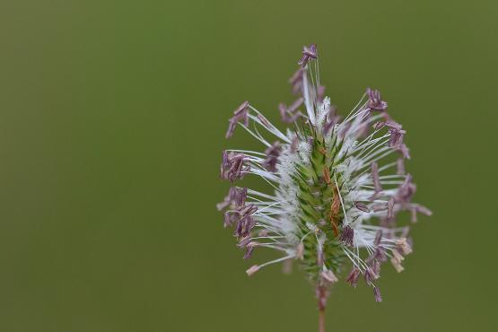 Tymotka alpejska (Phleum alpinum)