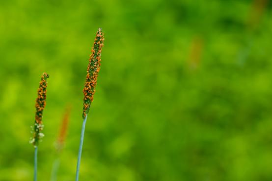 Wyczyniec czerwonożółty (Alopecurus aequalis Sobol.), trawa rosnąca na podmokłym terenie 