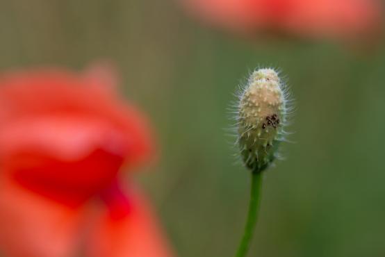 Młody kwiat maku (Papaver L.) 