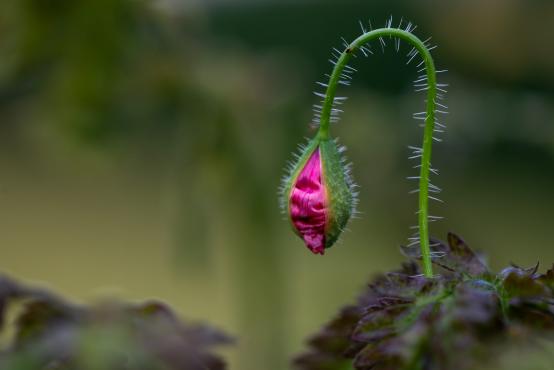 Młody kwiat maku (Papaver L.) 