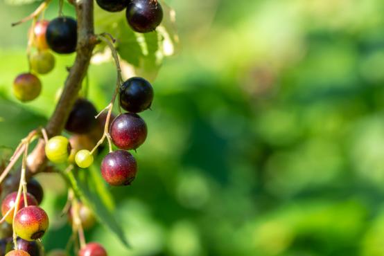 Porzeczka czarna (Ribes nigrum L.)