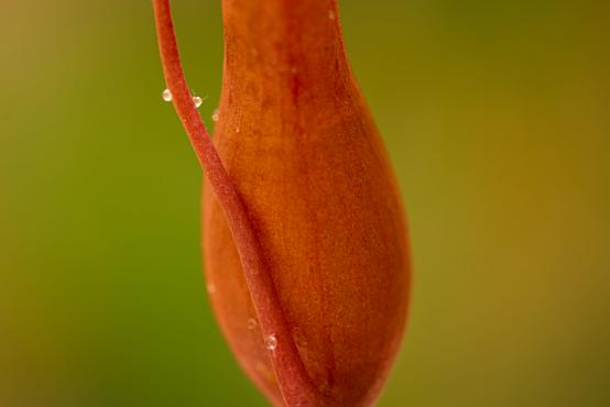 Dzbanecznik (Nepenthes L.), roślina mięsożerna