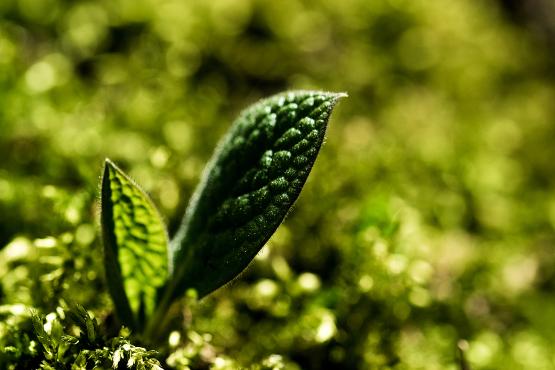 Młode zielone liście, słowa Wiosna do określenia pory roku używamy już od szesnastego wieku