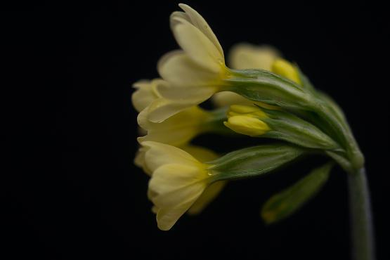 Pierwiosnek lekarski (Primula veris) ma bardzo szerokie zastosowanie w kuchni, możemy go zjeść w dżemie, sałatce a nawet w zupie,  liście zawierają witaminę C