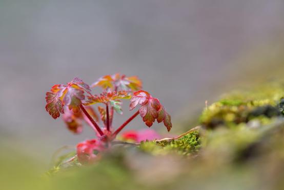Bodziszek cuchnący (Geranium robertianum) jest rośliną bardzo szeroko stosowaną w medycynie, od chorób gardła zaczynając na biegunkach kończąc 