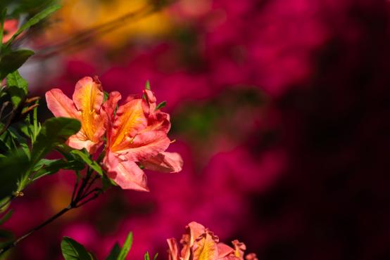 Różanecznik żółty (Rhododendron luteum) w Polsce naturalnie występuje tylko e w Rezerwacie Przyrody Kołacznia 