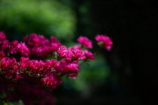 Różanecznik alpejski (Rhododendron ferrugineum) w medycynie ludowej stosowany był przy leczeniu reumatyzmu, bólów mięśniowych a nawet migren 
