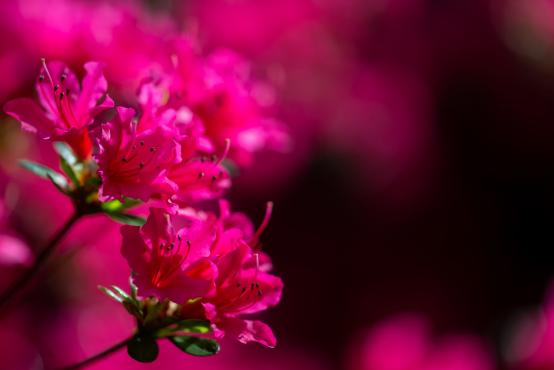 Różanecznik alpejski (Rhododendron ferrugineum) należy do rodziny wrzosowatych
