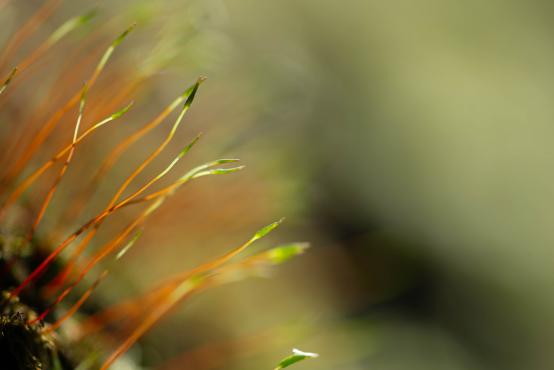 Zielone czepki zakrywające zarodnię mchu (Bryophyta), chroniące niedojrzałe zarodniki przed wiatrem