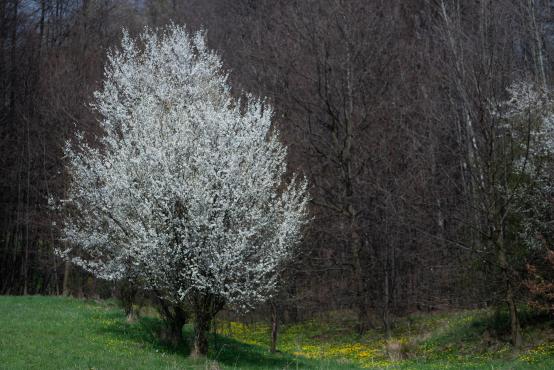 Drzewo kwitnące na biało, fotografia wykonana na wzgórzu Trzy Lipki na Starym Bielsku