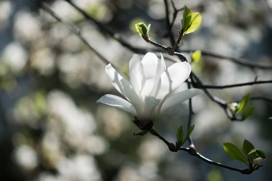 Wiedźmy stosowały kwiat magnolii (Magnolia L.) do produkcji naparów miłosnych, oraz  amuletów zapewniających wierność 