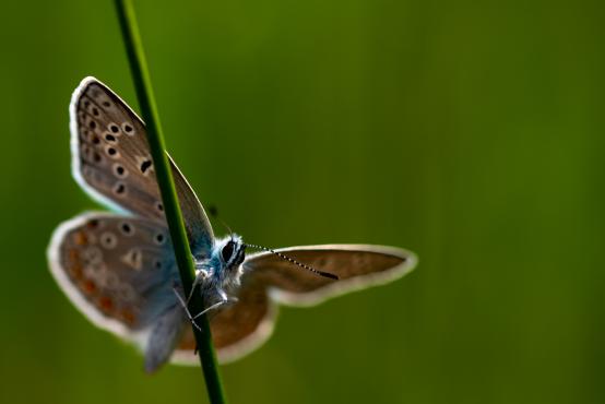 Modraszek ikar (Polyommatus icarus, Lycaenidae) suszący skrzydła po deszczu, samiec