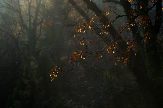 Mroczny las i odrobina światła słonecznego