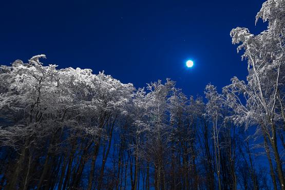 Korony drzew pokryte śniegiem i oświetlone światłem księżyca i światłem z Krzyża milenijnego